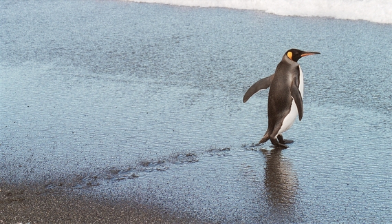 2015-02-02-Antarcticpenguinwalking.JPG