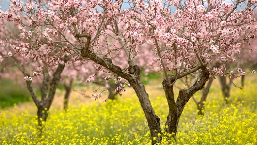 2015-02-02-almond_trees_2.jpg