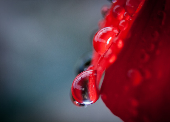 2015-02-03-WetRedFlower.jpg