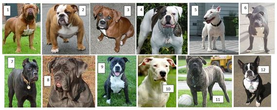 Which dog breeds are already illegal in the UK? Animal charities say breed  bans won't work, amid push to add XL bullies