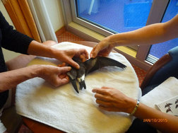 Examining the Storm Petrel's wings in the cruise ship cabin. Photo by David Latour