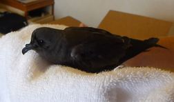 Leach's Storm Petrel feeling much better. Photo by David Latour