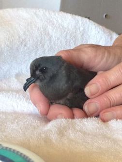 Leach's Storm Petrel rescued aboard a cruise ship. Photo by Alison Hermance