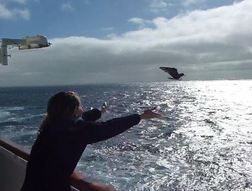 Releasing the Storm Petrel back to the wild. Photo by David Latour