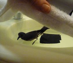 Giving the petrel swimming time in the cruise ship cabin's sink. Photo by David Latour