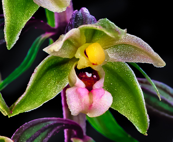 2015-02-06-EpipactispurpurataOrchid.jpg