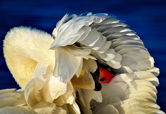 2015-02-06-SwansHydeParkLondon.UnitedKingdom.jpg