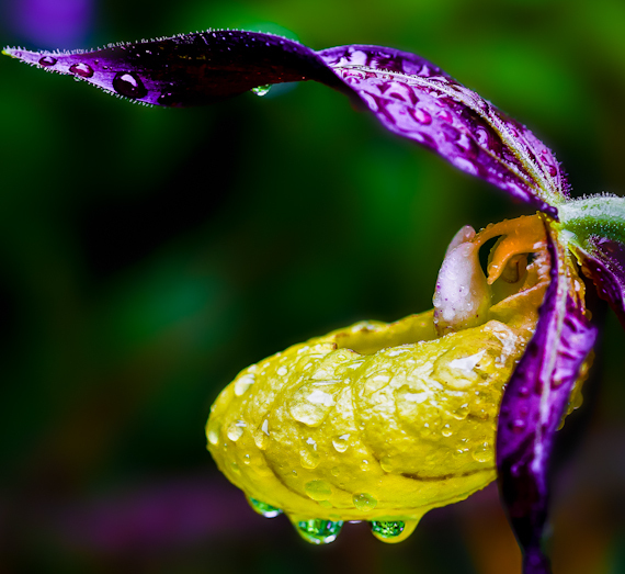 2015-02-06-Venusu2019ShoeOrchid.Cypripediumcalceolus.jpg