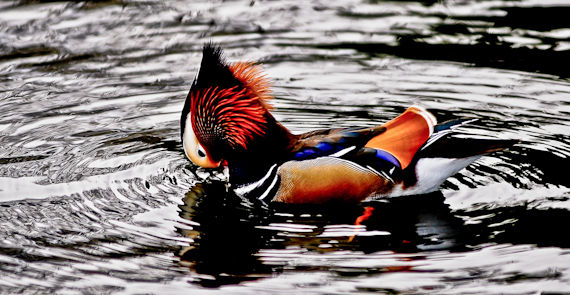 2015-02-06-WildlifeInHydePark.LondonUnitedKingdom.jpg