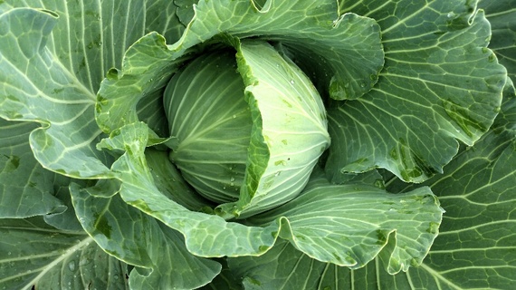 2015-02-06-cabbage.jpg