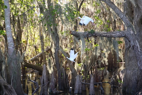 2015-02-07-BHIbisinwetland.jpg