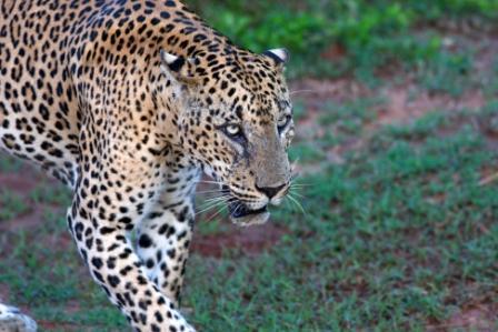 Tracking a Leopard in Sri Lanka | HuffPost Life