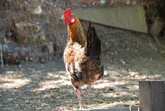 2015-02-09-5.Chicken_Gordon.jpg