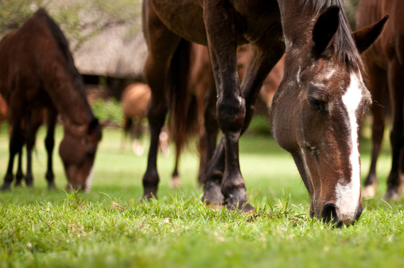 10 Horseback Safaris in the African Wilderness | HuffPost