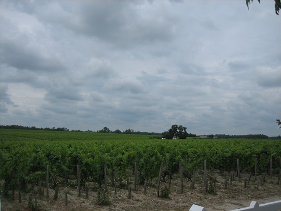 2015-02-09-PontetCanetvineyard.jpg