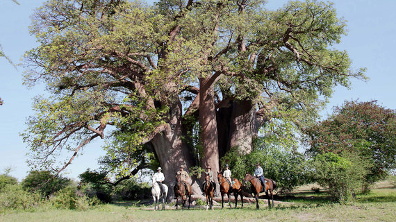 2015-02-09-chapmans_baobab_.jpg