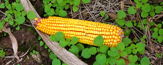 2015-02-12-Corn.jpg