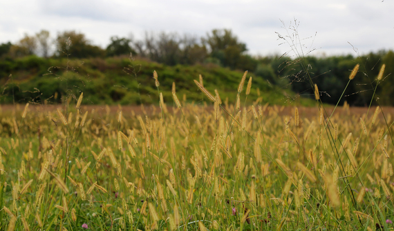 2015-02-12-FieldofWheat.jpg