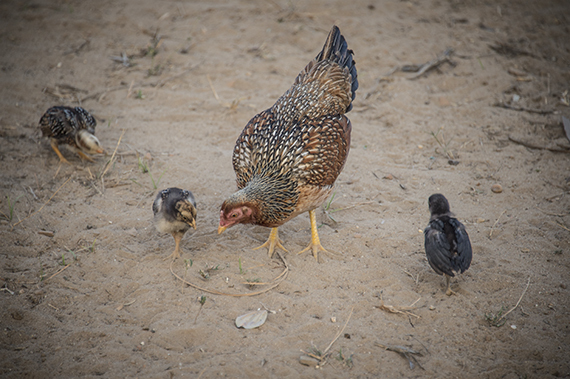2015-02-16-thischickens.jpg
