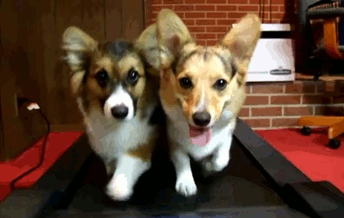 2015-02-18-working_out_puppies_gif1141.jpg.gif