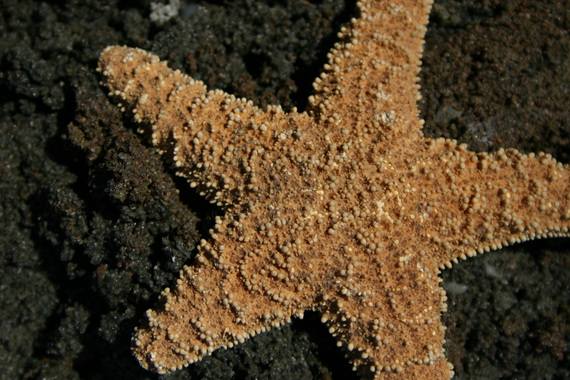2015-02-19-Starfish.jpg