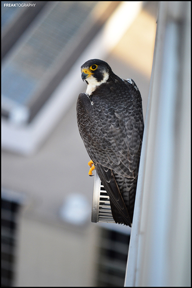 2015-02-20-rooftoppingbird.jpg