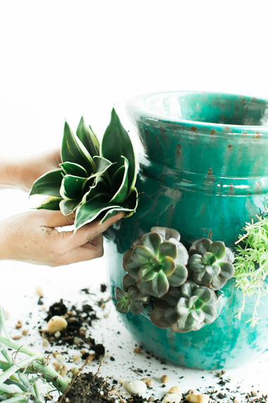 2015-02-23-succulents.jpg