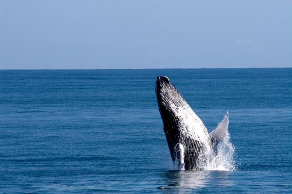 2015-02-24-LasTerrenasWhales.jpg