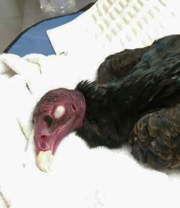 turkey vulture euthanasia vultures drugs reach wrong animals bird had california wildlife crop drug eye confirmed poisoned veterinary cdfw several
