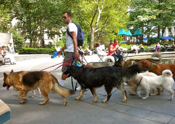 2015-02-25-HPBigDogWalker.jpg