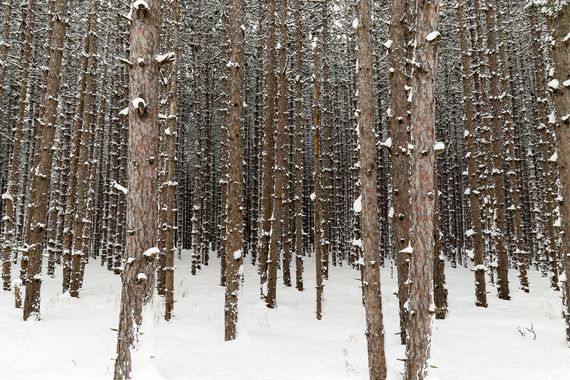 2015-02-26-PineTrees.jpg