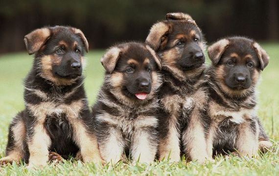 2015-03-02-Four_German_Shepherd_Puppies_637286.jpg