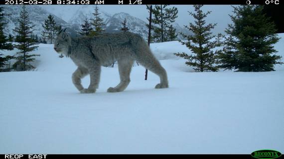 2015-03-02-TCW_7.2_Clevenger_Lynx_Wildlife_Crossing.jpg