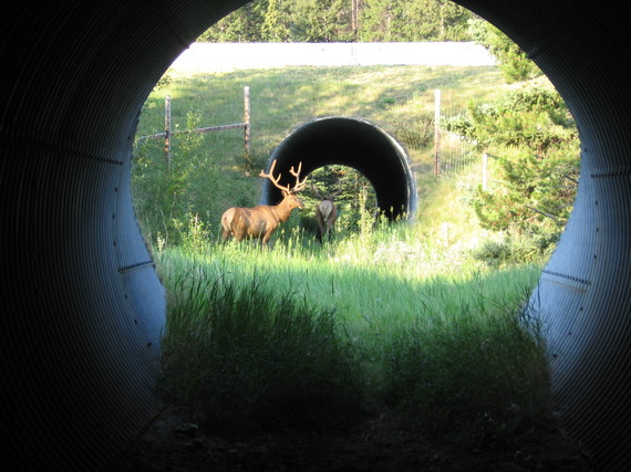 2015-03-02-elk20using20underpass.JPG