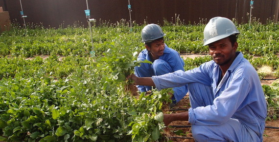 2015-03-04-1425428590-8700267-Sahara_Forest_Workers.jpg