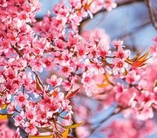 2015-03-11-1426086764-580503-CherryBlossoms.jpg