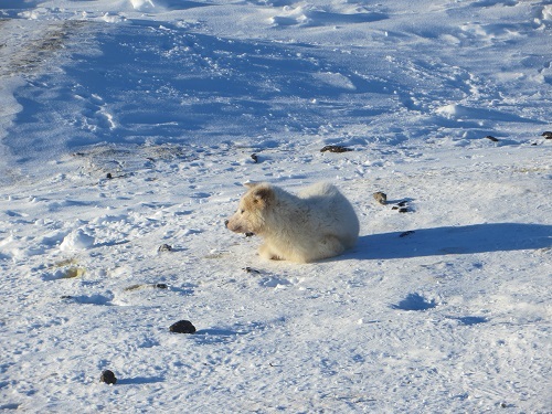 2015-03-12-1426168712-3432259-Greenland427.JPG