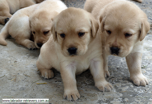 2015-03-18-1426693724-4952933-puppies.jpg