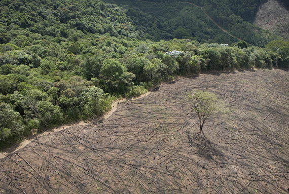 2015-03-19-1426781859-4601007-deforestation.jpg