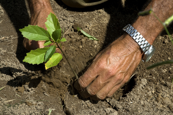 2015-03-19-1426781974-7743372-treeplanting.jpg