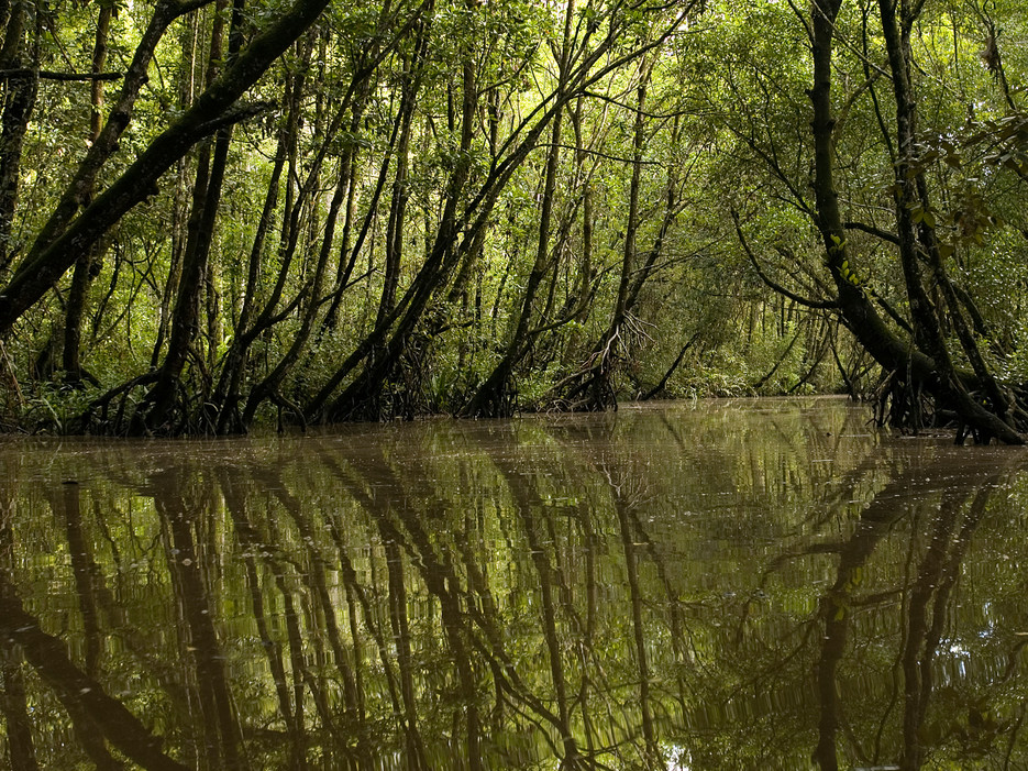 5 Swamps You Absolutely Must Visit (Yes, Really) .