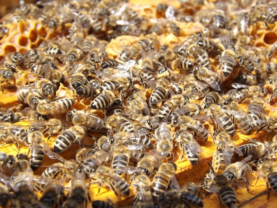 2015-03-23-1427154014-6176812-bees486872_1280.jpg