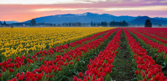 2015-03-24-1427210955-2955715-Tullips2.jpg