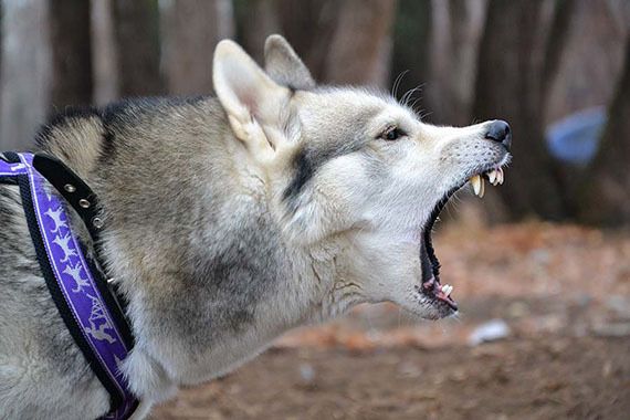 2015-03-30-1427741200-9702817-aggressivehuskysmallHP.jpg