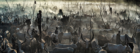 Photographer David Yarrow Brings a South Sudanese Cattle Herd to the ...