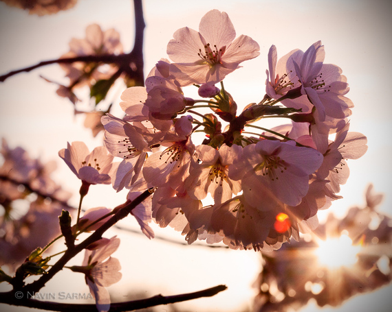 2015-04-01-1427925732-7053232-navinsarmaCherryBlossomCloseup.jpg