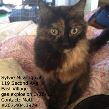 2015-04-03-1428087587-6052871-missing_cat_sylvie_east_village_gas_explosion_119_2nd_avenue_nyc.jpg