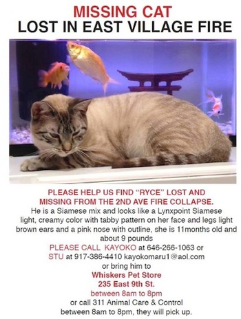 2015-04-03-1428088013-6100182-ryce_missing_cat_east_village_explosion_nyc.jpg