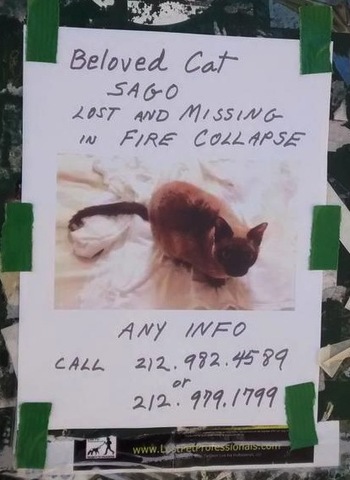 2015-04-03-1428088180-221944-sago_missing_cat_east_village_explosion_nyc.jpg