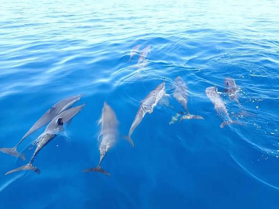 2015-04-06-1428333057-4900453-dolphins.jpg